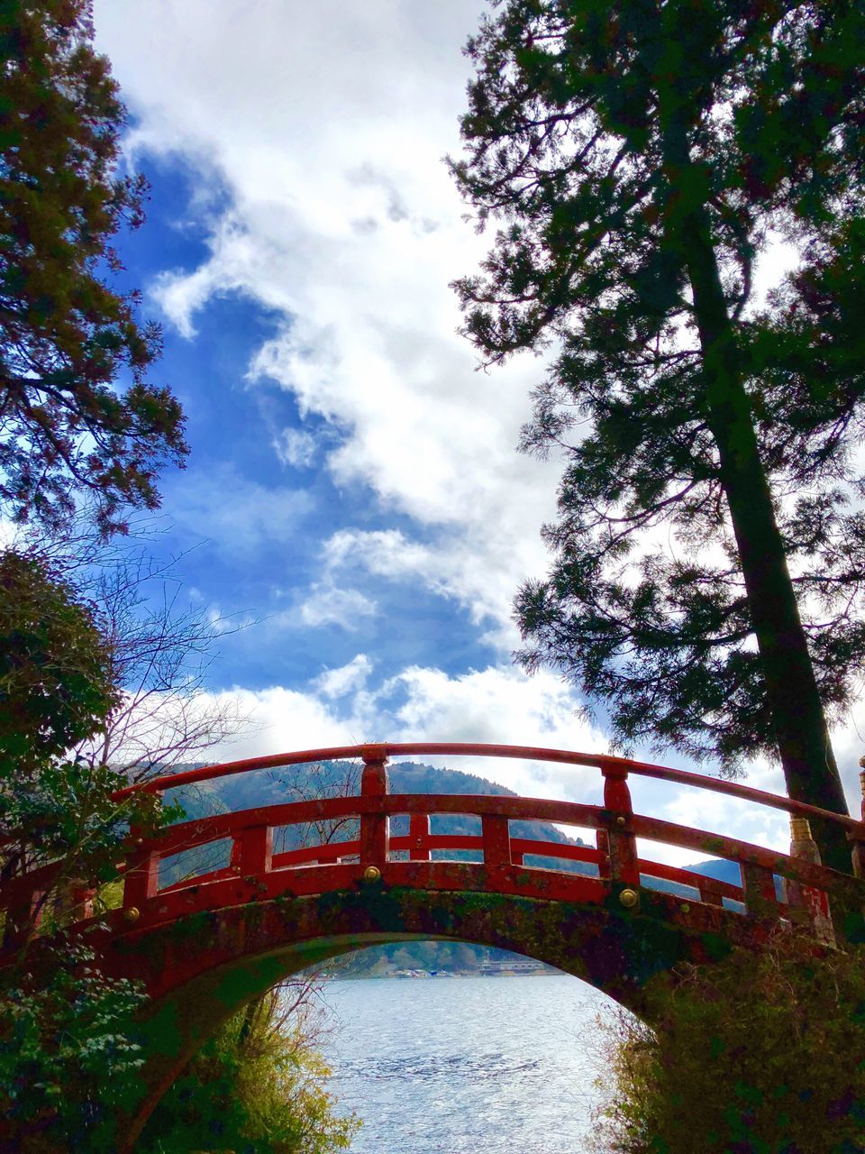 tree, cloud - sky, sky, built structure, architecture, day, nature, bridge - man made structure, outdoors, no people, low angle view, growth, water, beauty in nature, branch