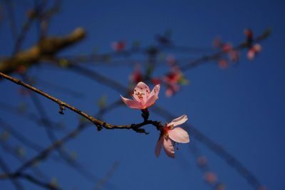 Close-up of cherry blossoms on branch against sky