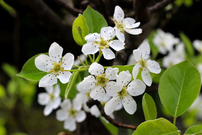 Close-up of white cherry blossoms