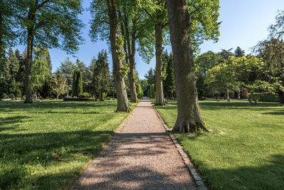 Trees in park