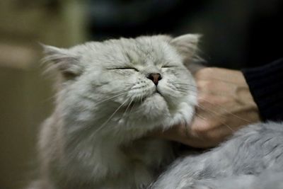 Close-up of cat at home