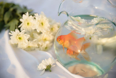 Close-up of fish swimming in sea