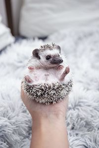 Close-up of hand holding hedgehog