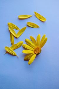 Romantic yellow flower decoration in the garden