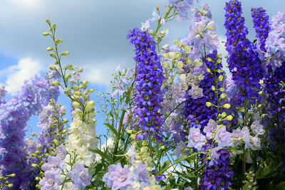 Blooming delphinium against the sky 