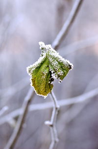 Close-up of frozen plant during winter