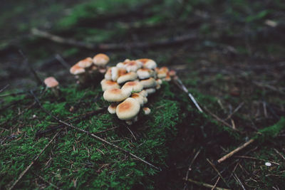 Close-up of mushrooms growing on field