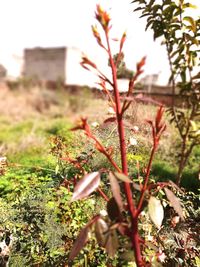 Close-up of flowering plant on field