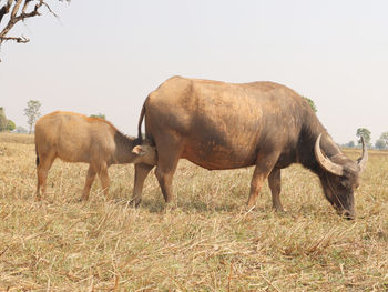 A thai young buffalo is eating her mother's milk in a rice field.