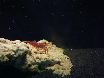 Close-up of insect at night