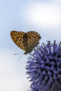 Butterfly on flower