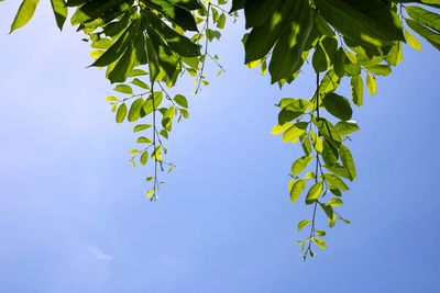 I like to photograph the sky and the clouds under the shade of the trees.