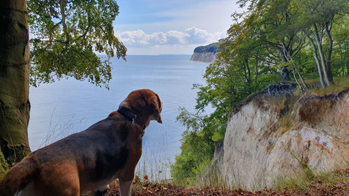 Dog looking at lake against sky