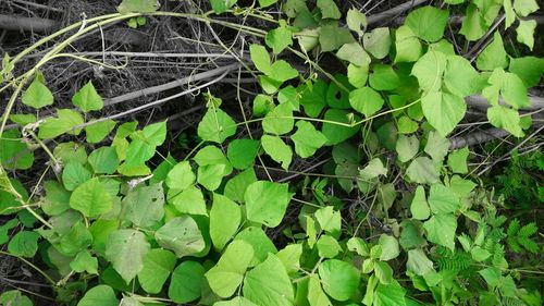 Plants growing on a tree