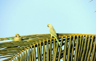 Low angle view of parrots perching on palm leaf against clear sky