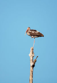 Low angle view of bird perching against clear blue sky