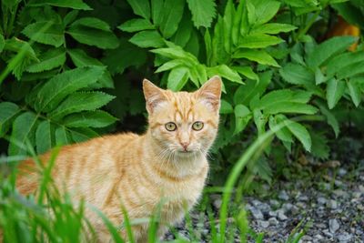 Portrait of a cat