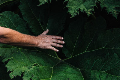 Cropped hand of man touching green leaves