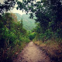 Pathway along trees in forest