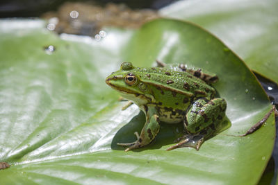 Close-up of frog on leaf