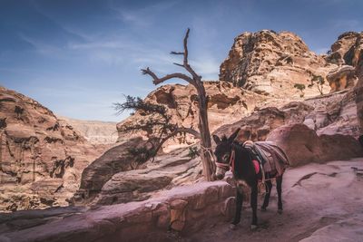 View of horse on rock against sky