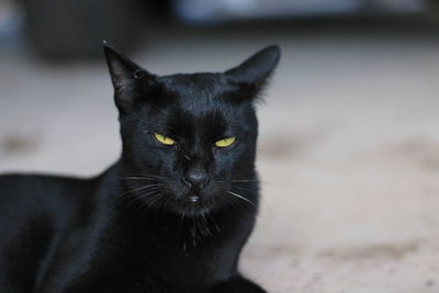 Close-up portrait of black cat