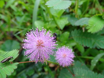 Close-up of pink flowers