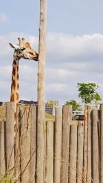 Giraffe by wooden fence against sky