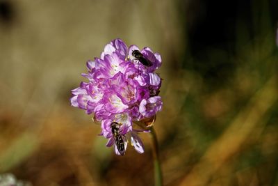 Close-up of purple flowering plant