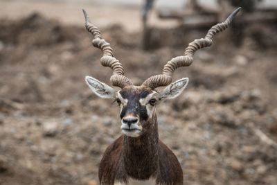 Close-up of giraffe on field