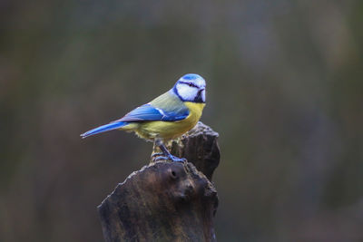 Close-up of bird perching on plant