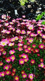 High angle view of pink flowering plants