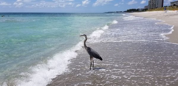 View of a bird on beach