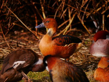 Close-up of bird on grass