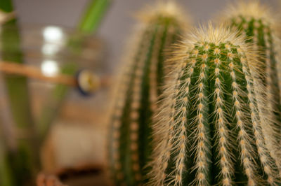 Close-up of cactus plant