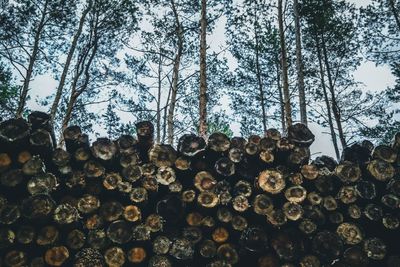 Stack of logs in the forest