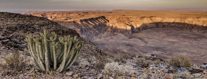 A succulent at the fish river canyon in southern namibia