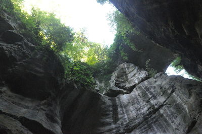 Low angle view of tree