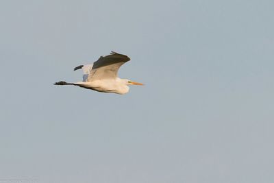 Low angle view of seagulls