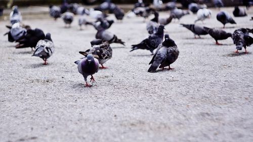 Birds on ground