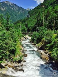 Scenic view of river flowing through forest