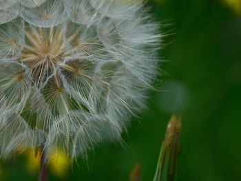 Close-up of dandelion on plant