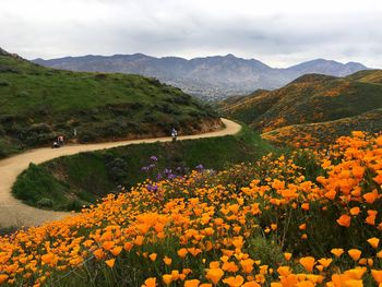 Scenic view of flowering plants and mountains against sky