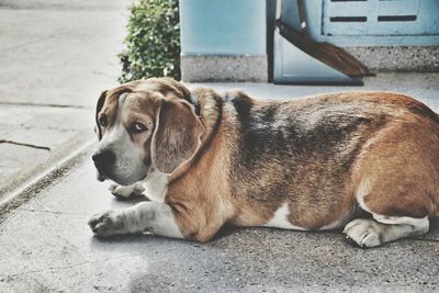 Close-up of dog relaxing outdoors