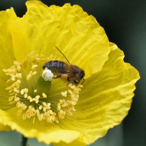 Close-up of bee pollinating on yellow flower