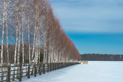 Snow covered trees against sky