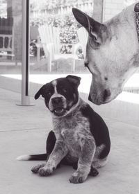 Close-up portrait of dog
