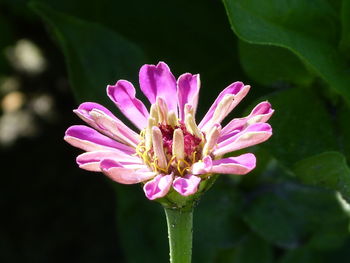 Close-up of pink flower