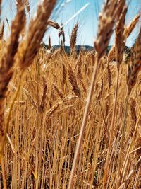 Close-up of wheat growing on field against sky