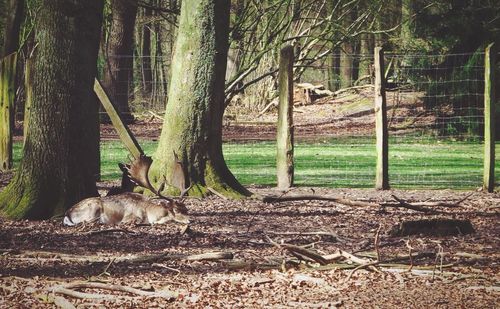 Trees in the forest